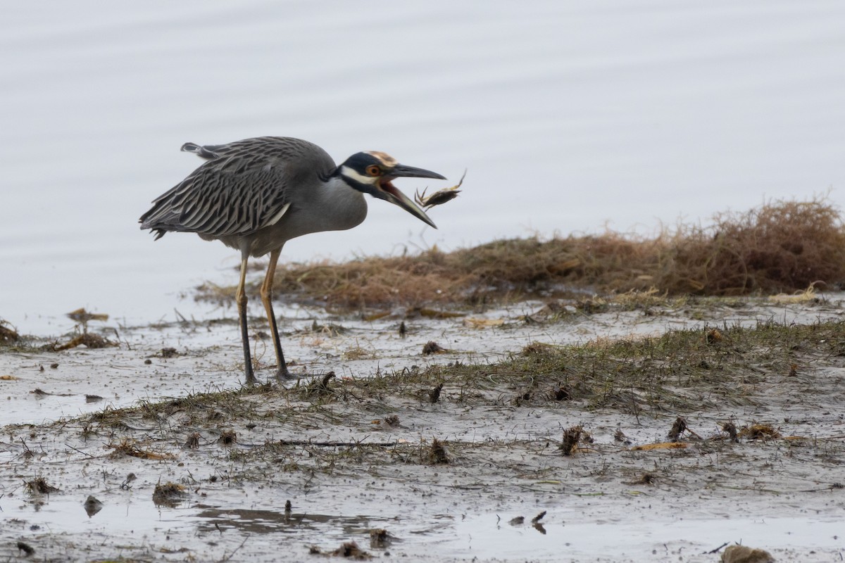 シラガゴイ - ML646601905