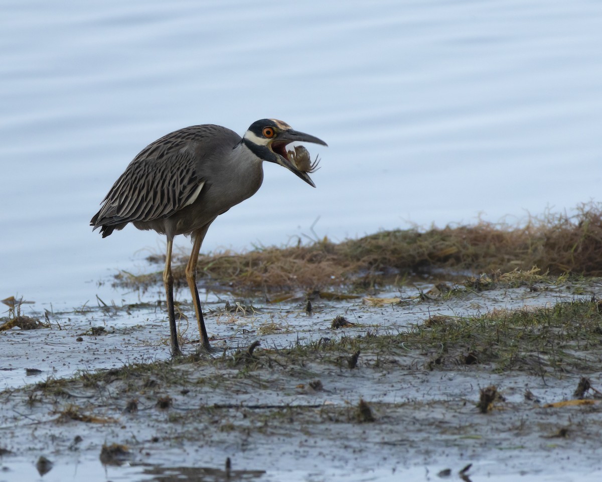 シラガゴイ - ML646601906