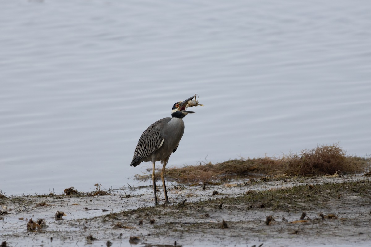 シラガゴイ - ML646601907