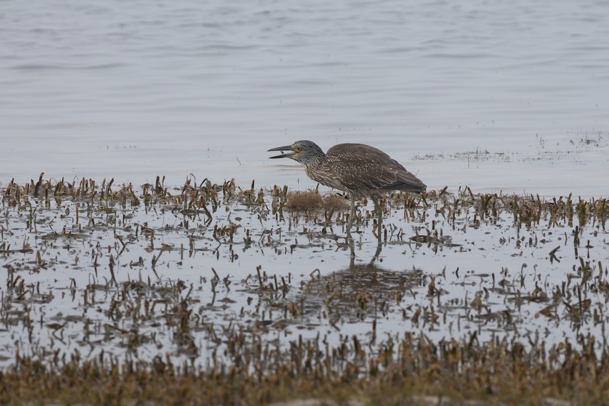 シラガゴイ - ML646601908