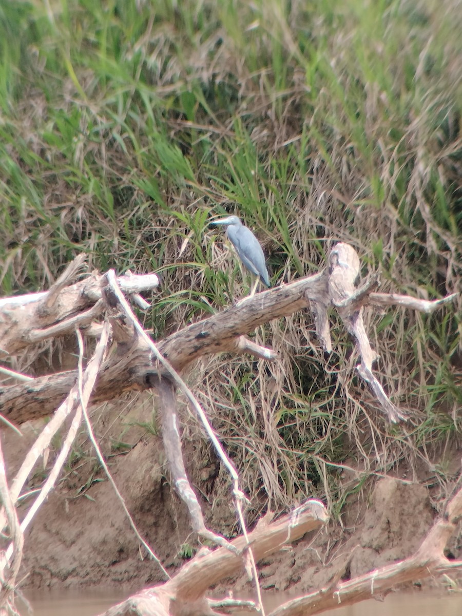 ヒメアカクロサギ - ML646601911