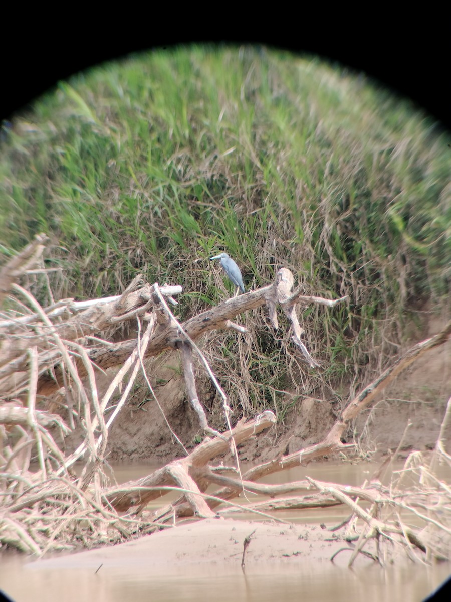 ヒメアカクロサギ - ML646601913