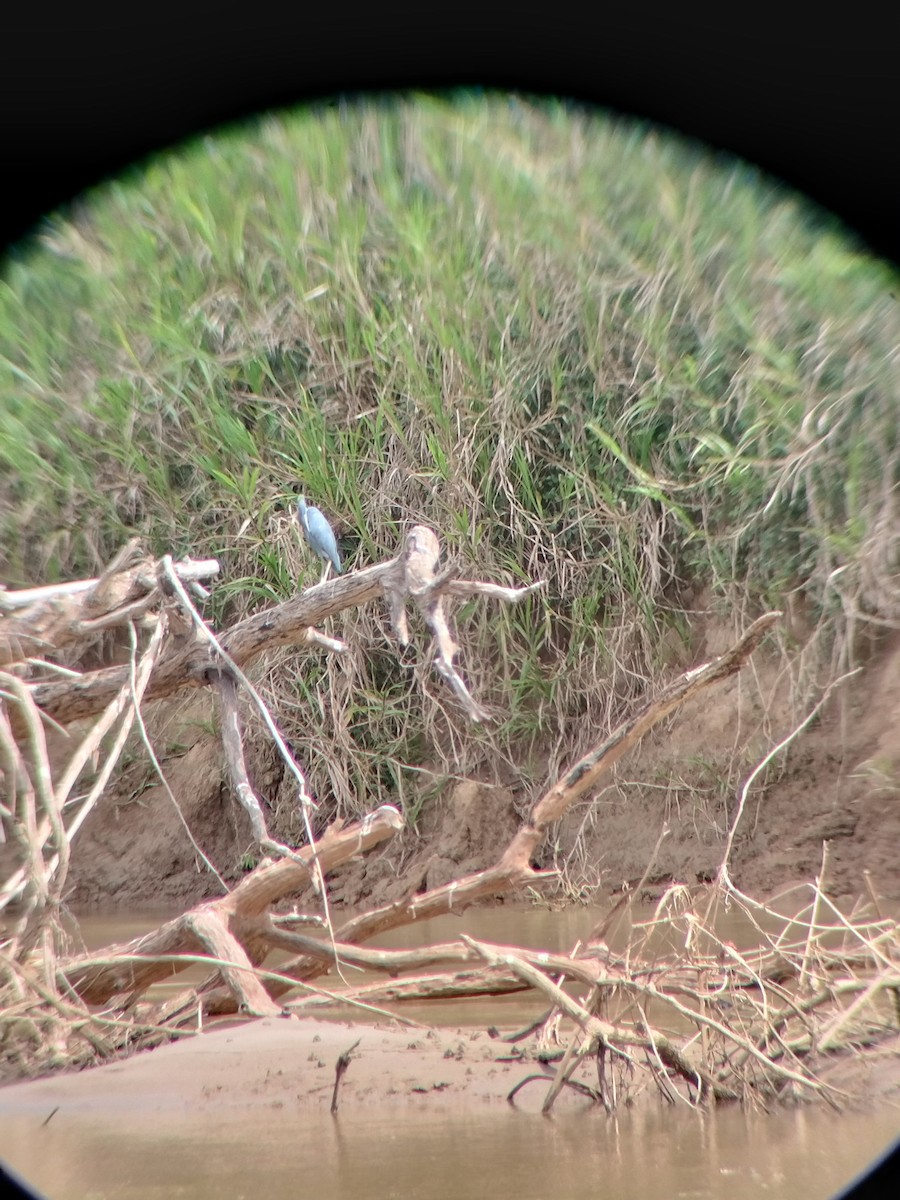 ヒメアカクロサギ - ML646601915