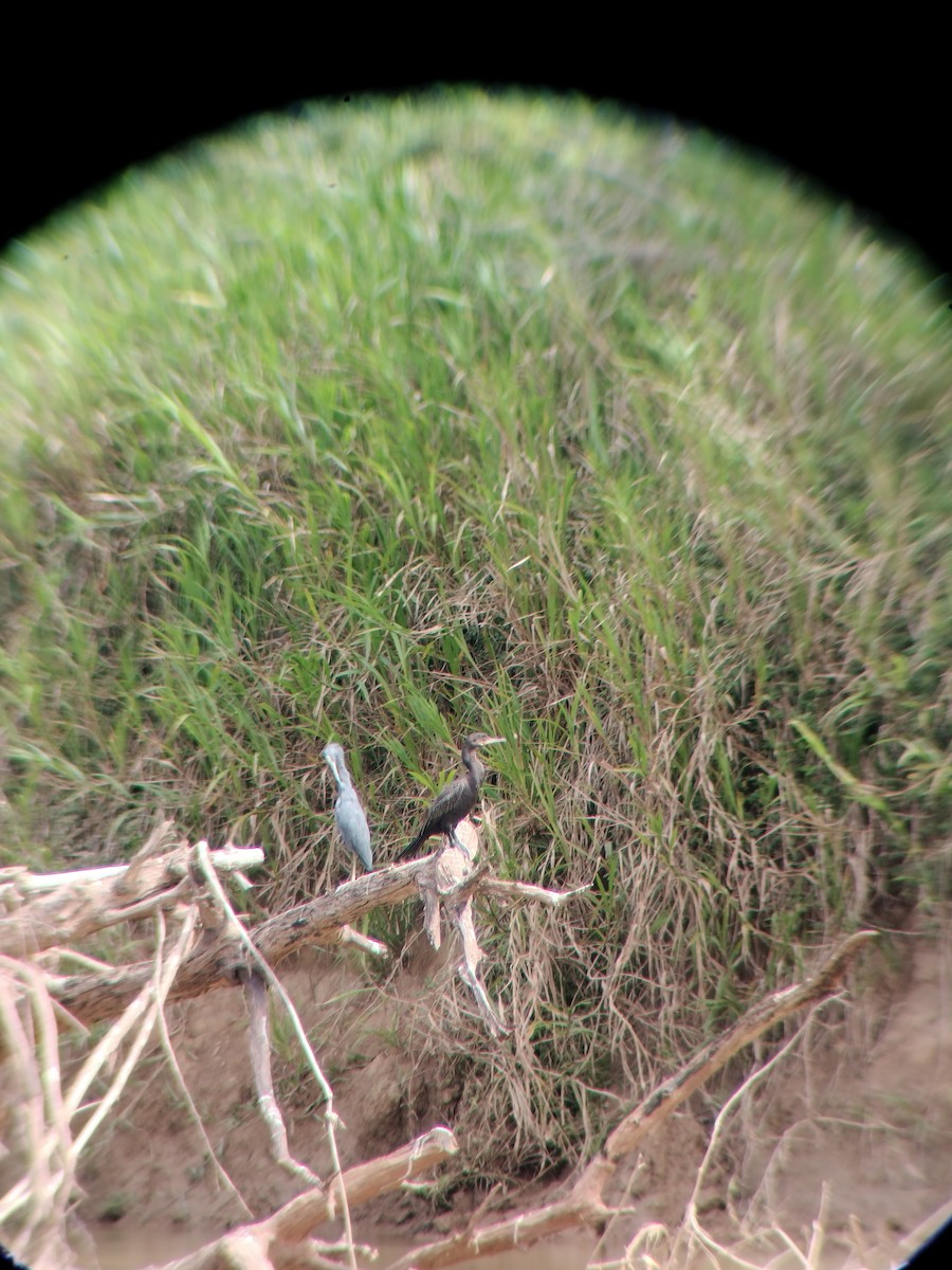 ヒメアカクロサギ - ML646601916