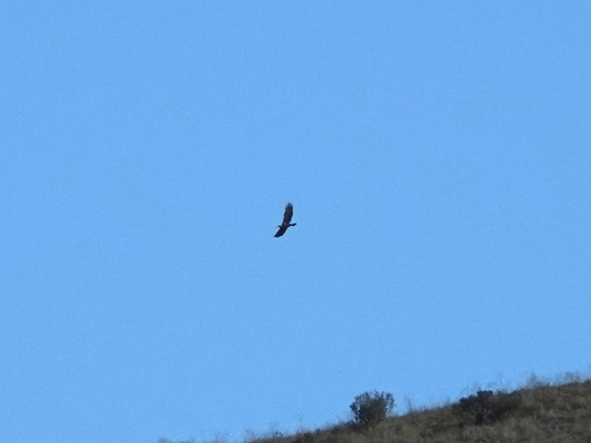 イヌワシ - ML646601918