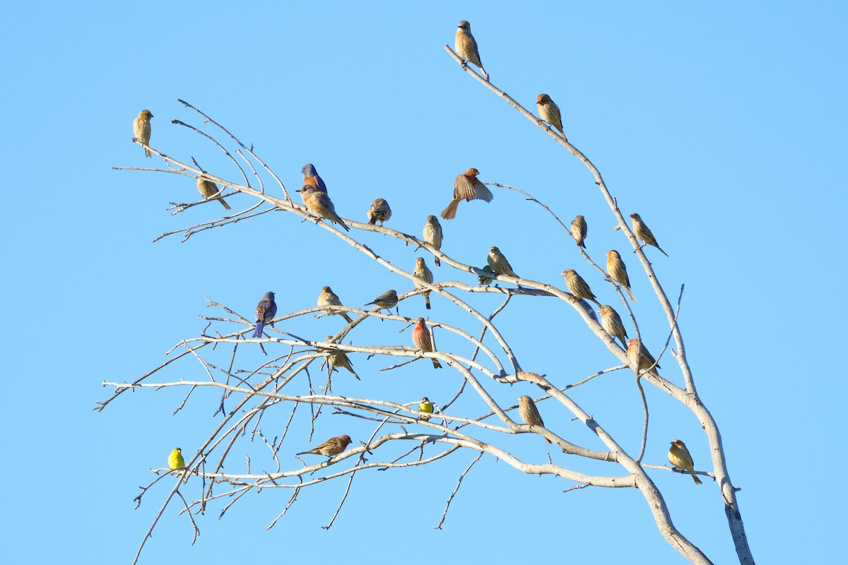 House Finch - ML646601920