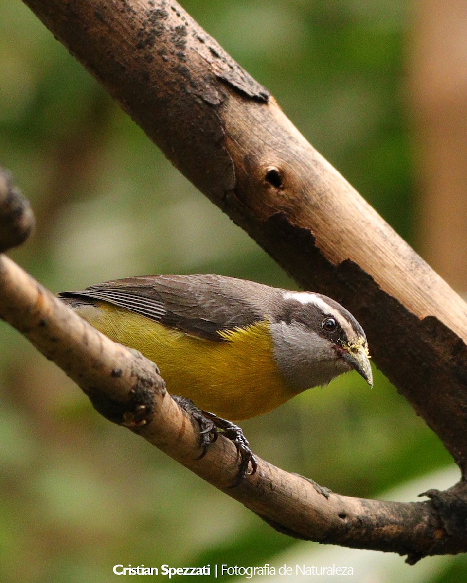 Zuckervogel - ML646601924