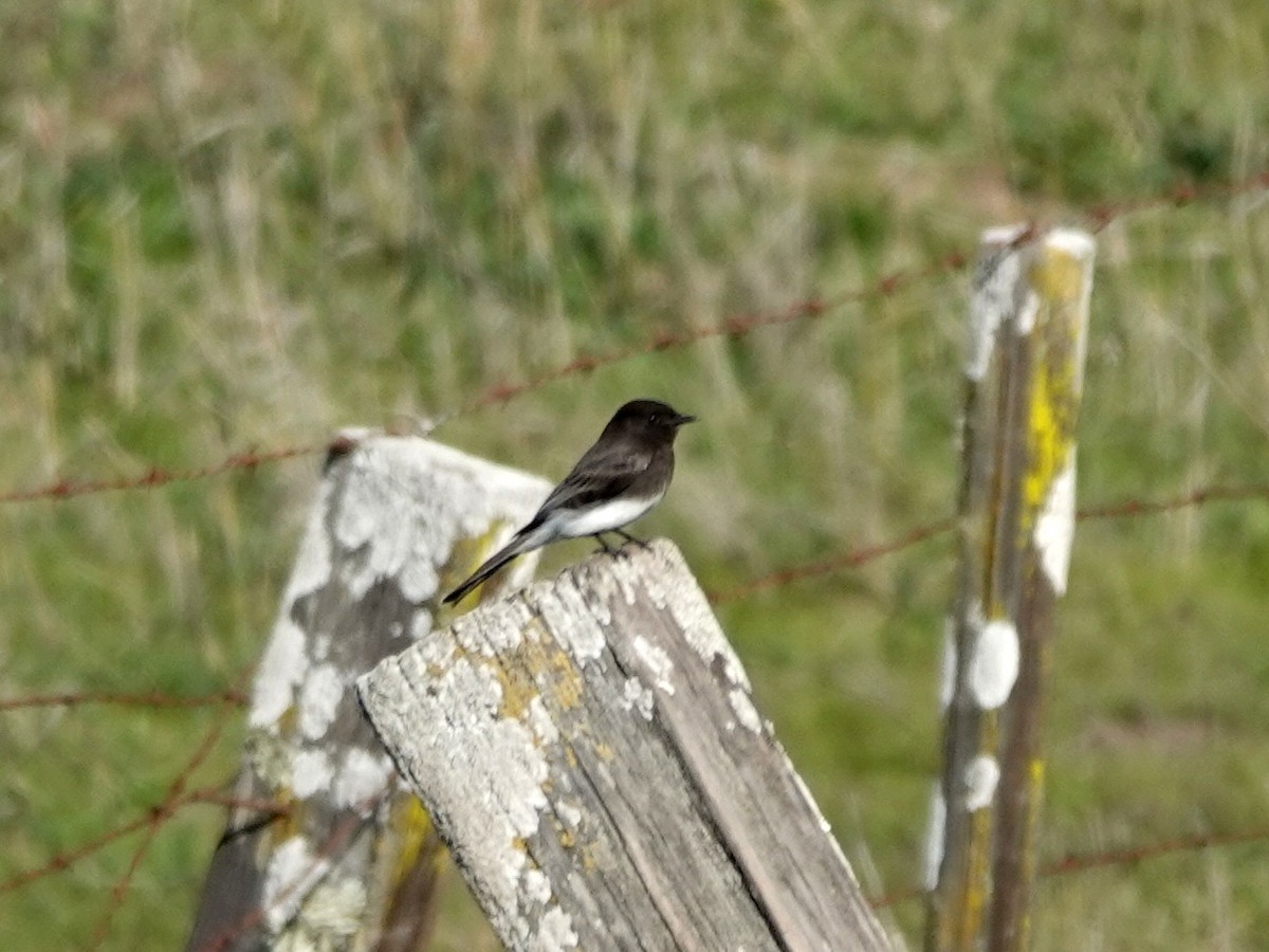 Black Phoebe - ML646601928