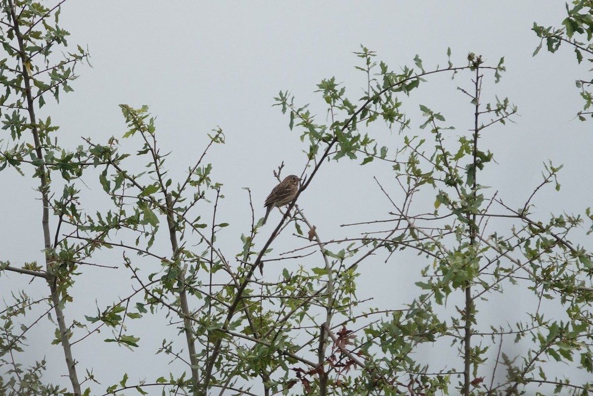 Vesper Sparrow - ML646601929