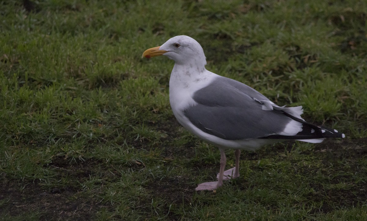Western Gull - ML646601931