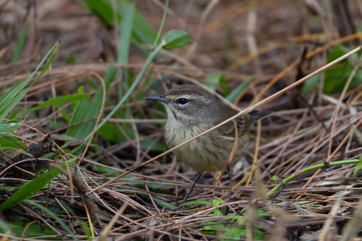Palm Warbler - ML646601932