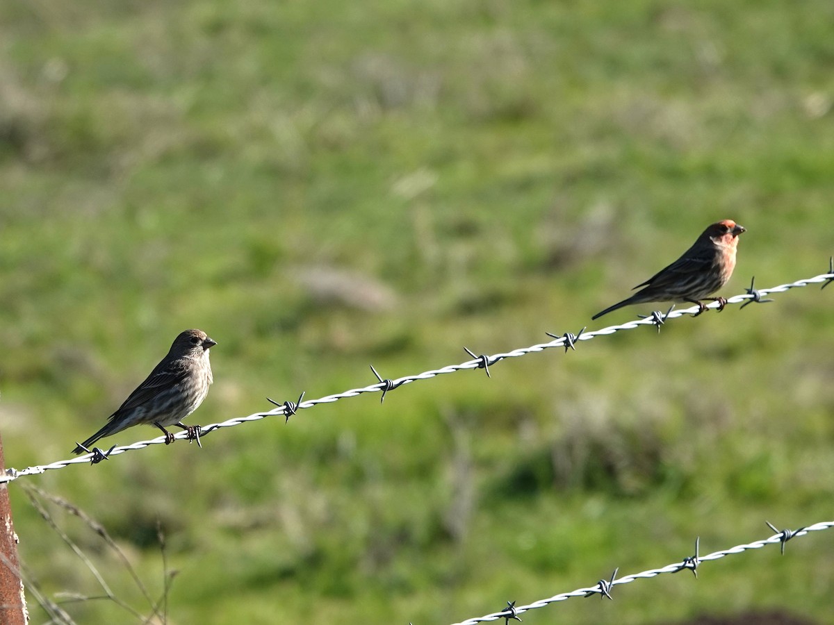 House Finch - ML646601933