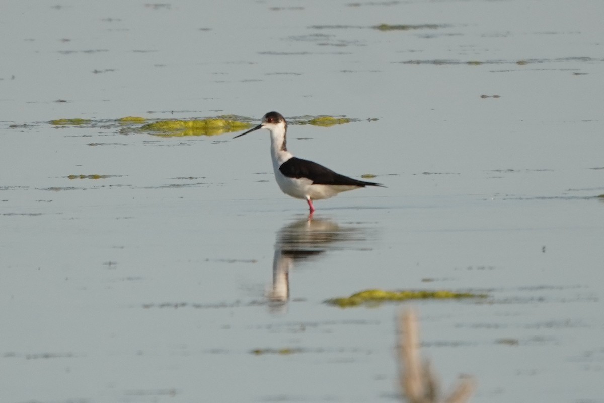 Black-winged Stilt - ML646601934