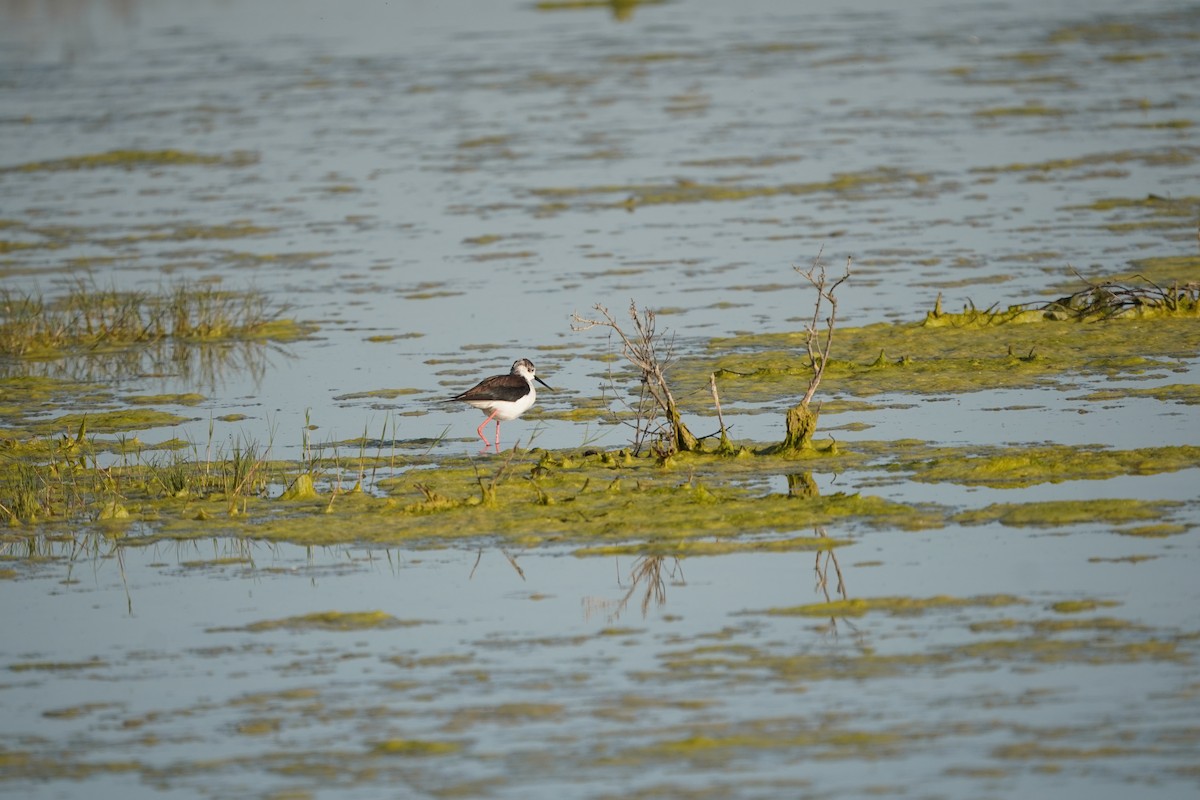 Black-winged Stilt - ML646601937