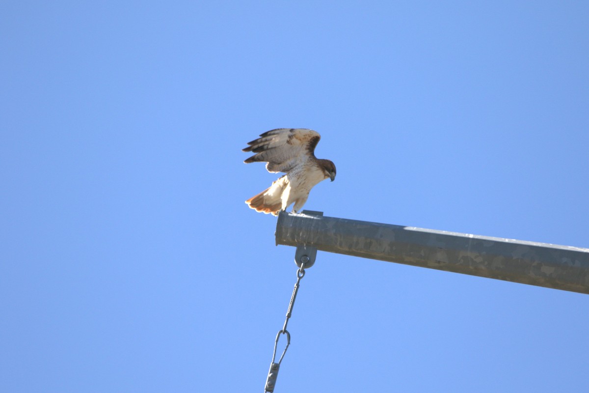 Kızıl Kuyruklu Şahin - ML646601942