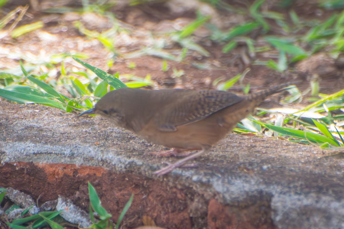 Southern House Wren - ML646601947