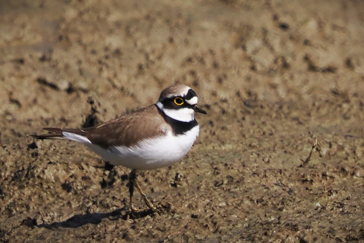 Little Ringed Plover - ML646601948
