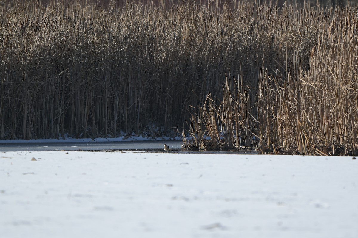 Killdeer - ML646601949