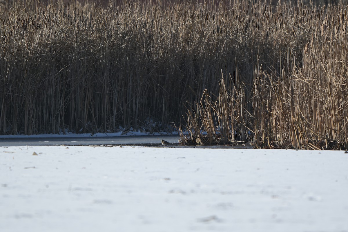 Killdeer - ML646601950