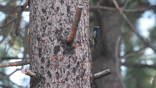 Williamson's Sapsucker - ML646601952