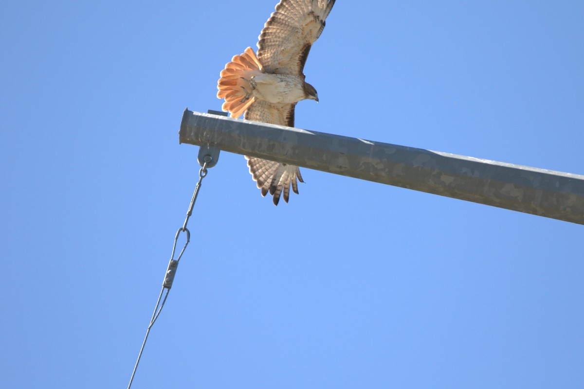 Kızıl Kuyruklu Şahin - ML646601962