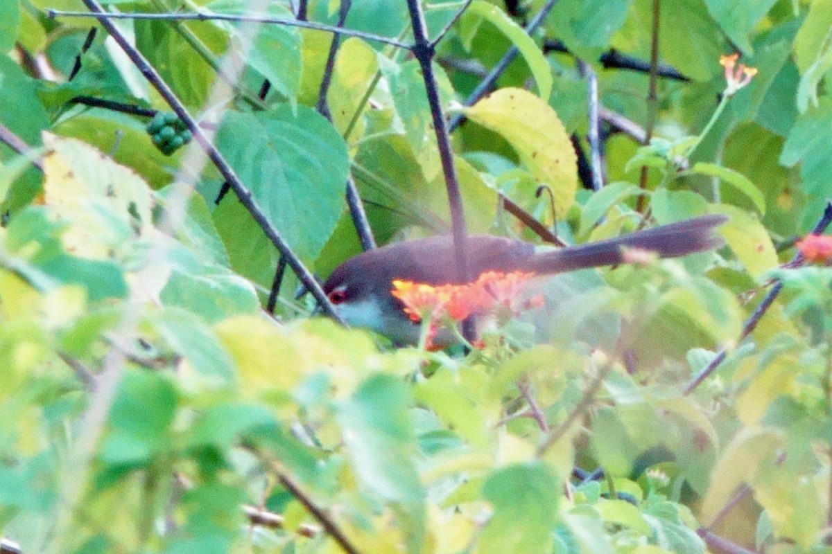 Yellow-eyed Babbler - ML646601963