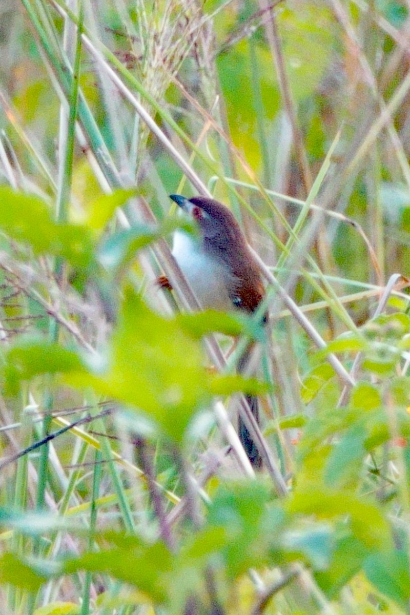Yellow-eyed Babbler - ML646601964