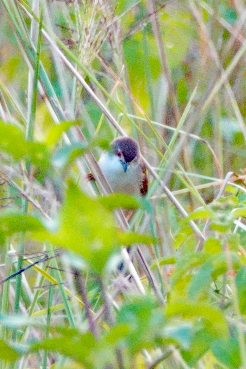 Yellow-eyed Babbler - ML646601965