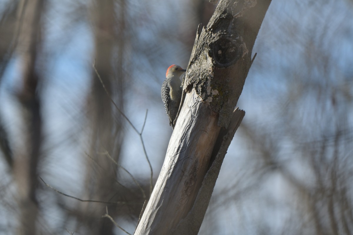 Red-bellied Woodpecker - ML646601974