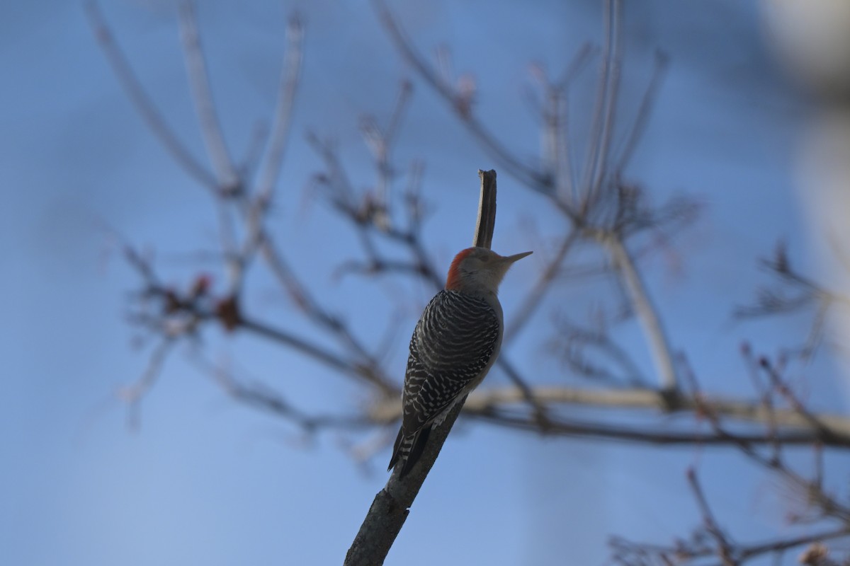 Red-bellied Woodpecker - ML646601975