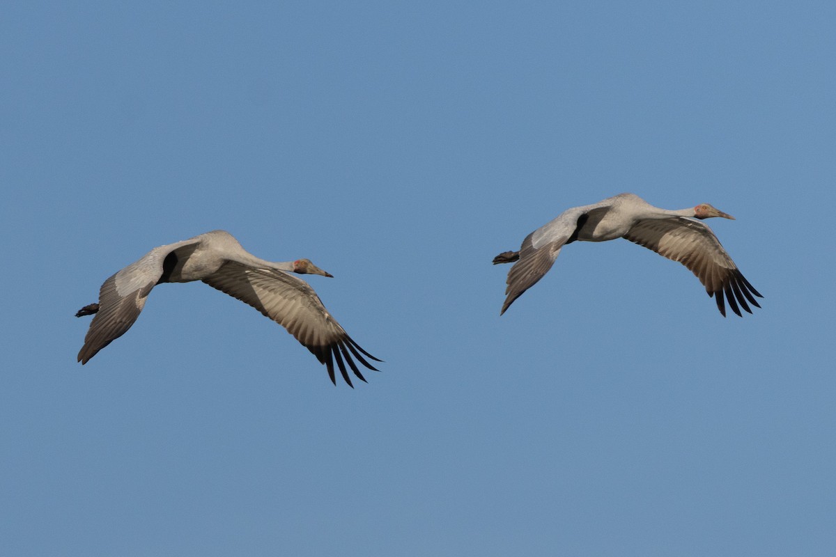 Brolga - ML646601976