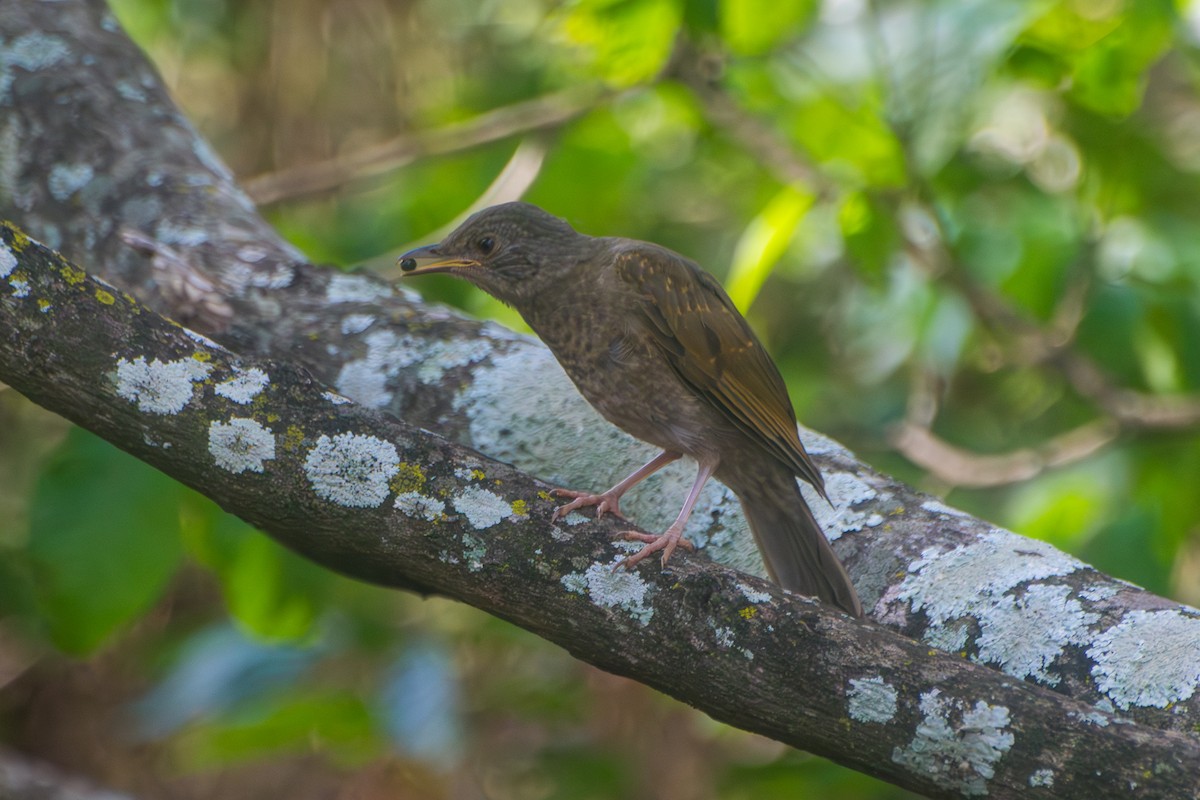 Pale-breasted Thrush - ML646601979