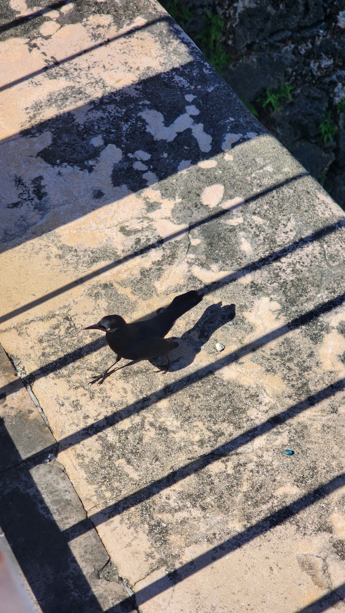 Greater Antillean Grackle - ML646601985