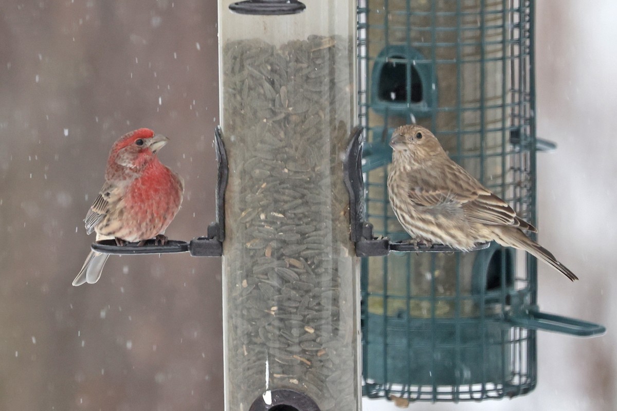 Roselin familier - ML646601987