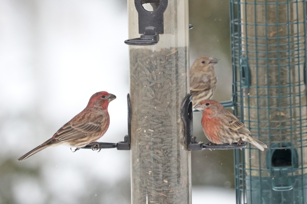 Roselin familier - ML646601988