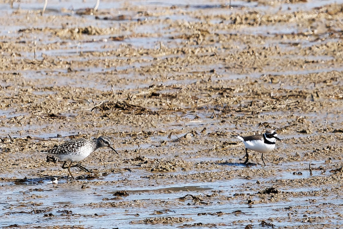 Wood Sandpiper - ML646601991