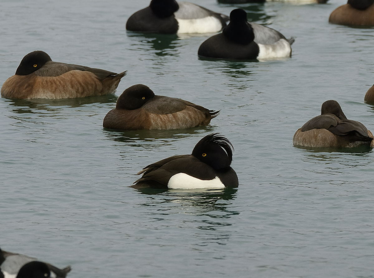 Tufted Duck - ML646601992
