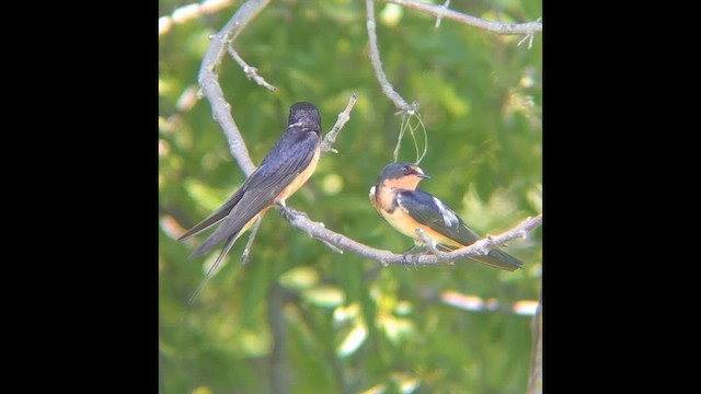 Barn Swallow (American) - ML646601996