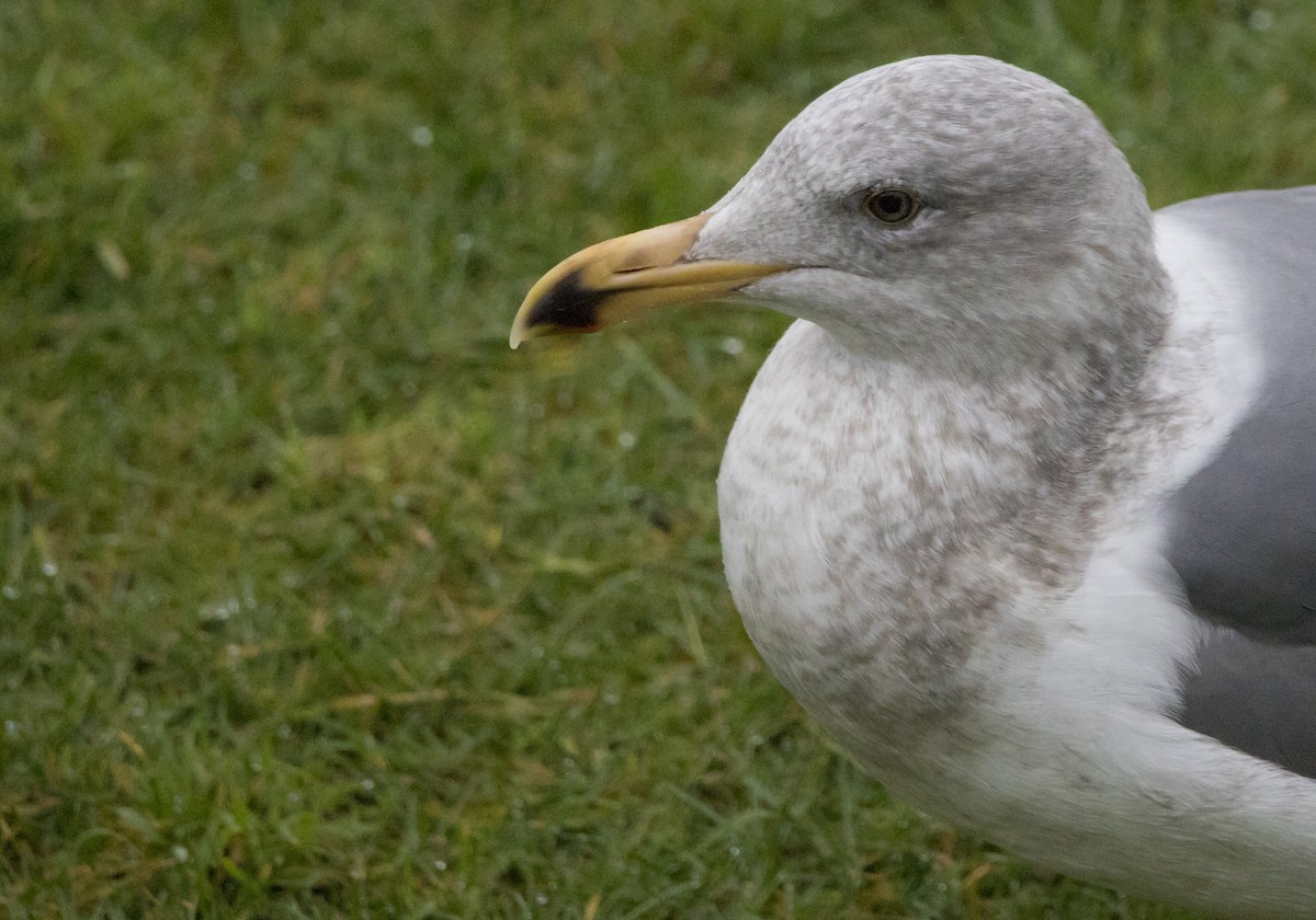 Western Gull - ML646601997