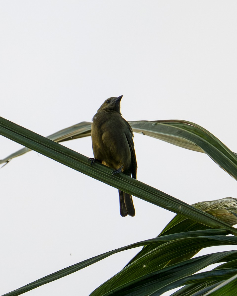 Palm Tanager - ML646601998