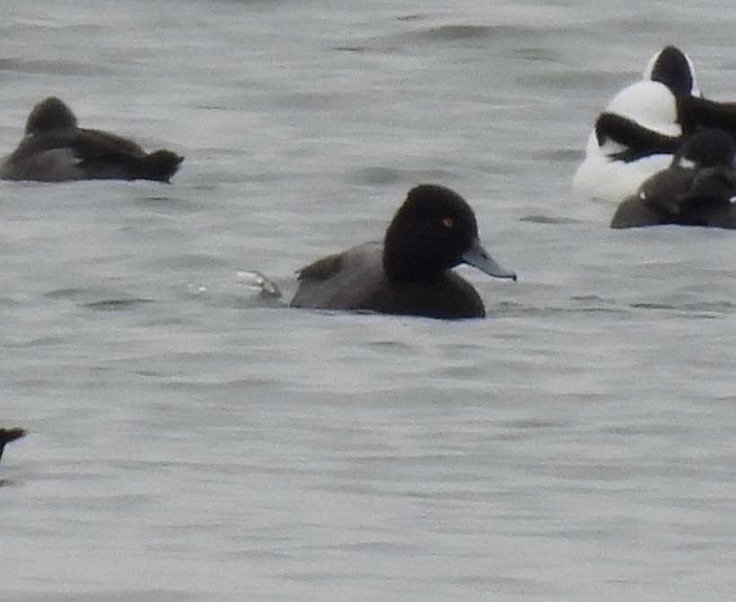 Lesser Scaup - ML646602001
