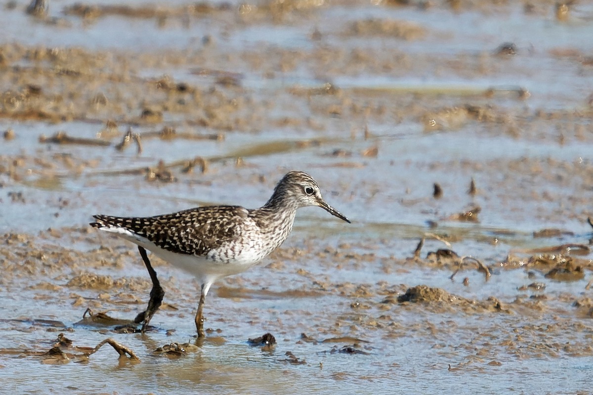 Wood Sandpiper - ML646602002