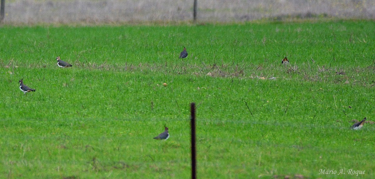 čejka chocholatá - ML646602003