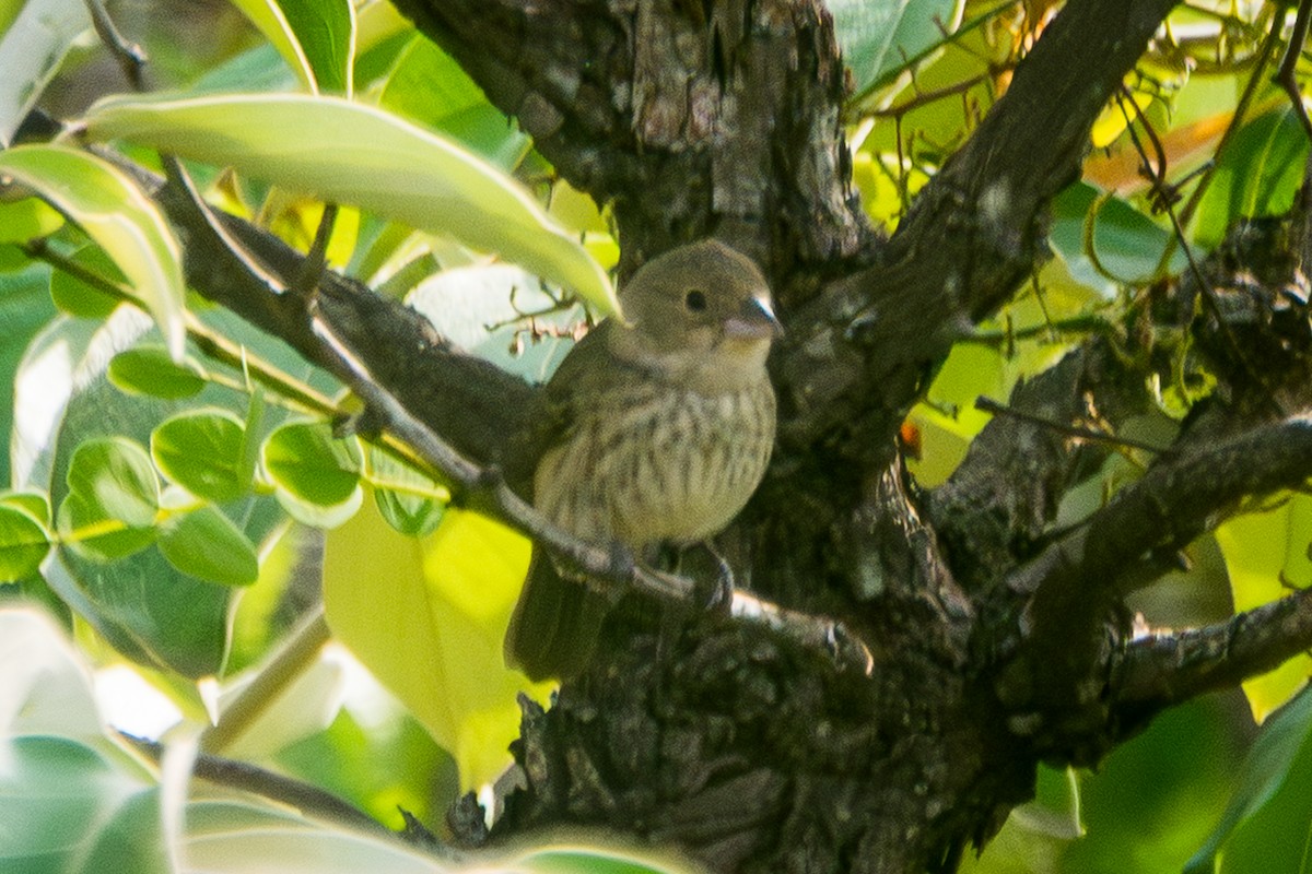 Blue-black Grassquit - ML646602004