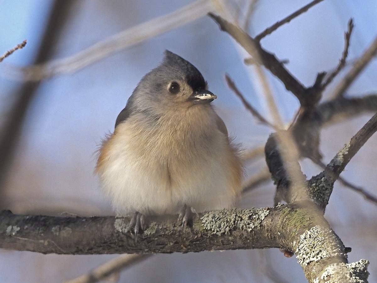 Tufted Titmouse - ML646602005