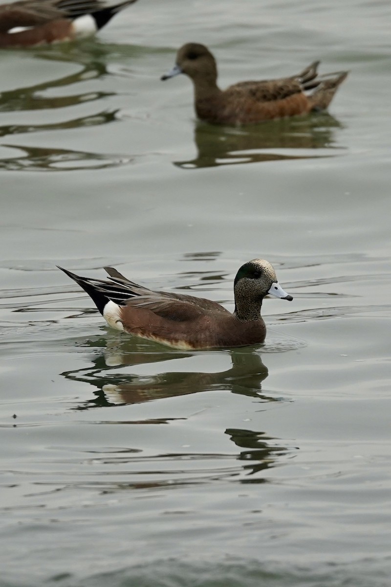 American Wigeon - ML646602008