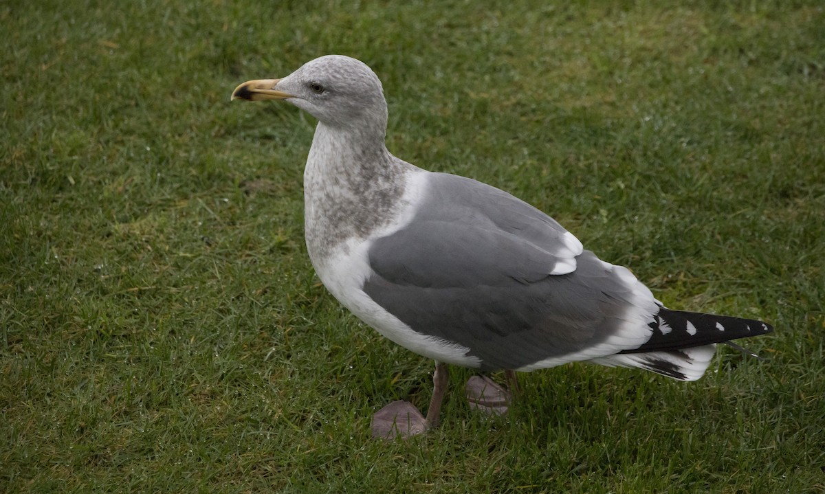 Western Gull - ML646602011