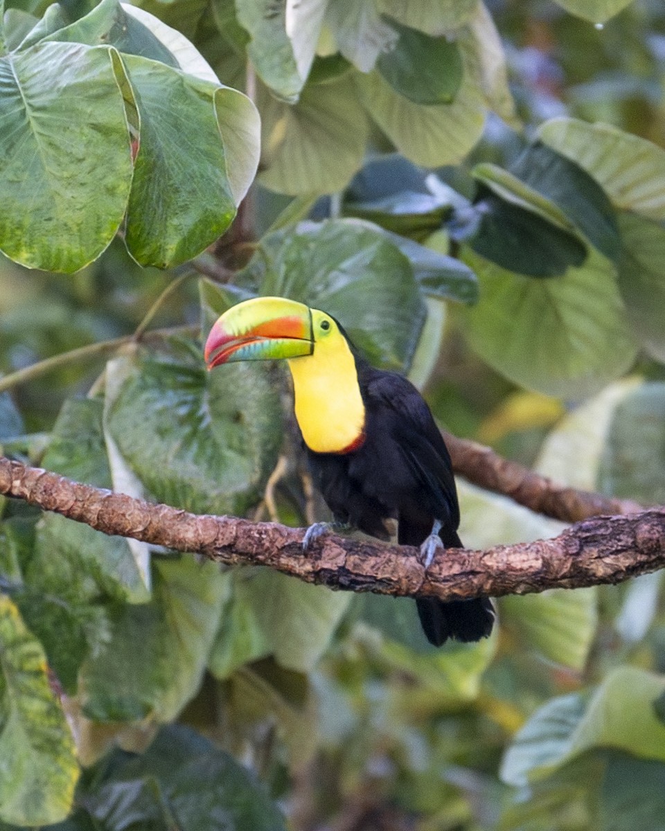 tukan středoamerický - ML646602012