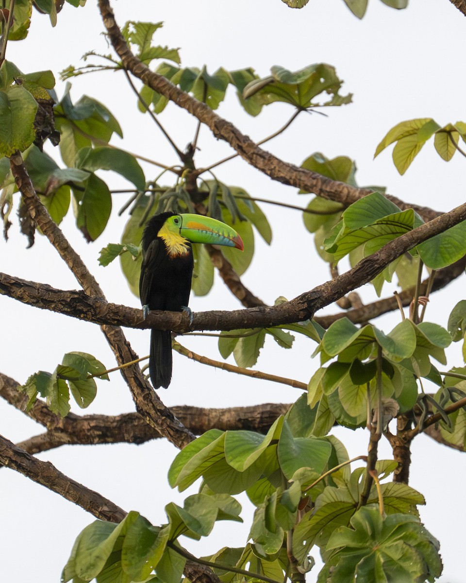 tukan středoamerický - ML646602014