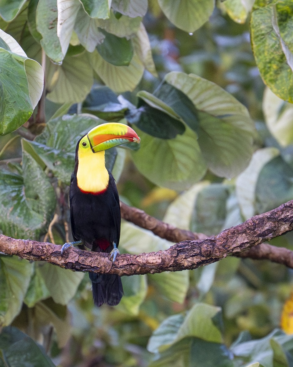 tukan středoamerický - ML646602015
